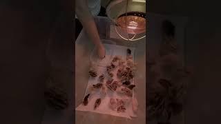 Incubated quails from Myshire Farms. They Finally hatched. 70% to 71% hatch rate #short #shorts
