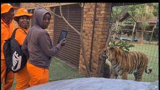 Tigers reaction to a crowd in orange jumpsuits !