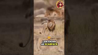 The Legendary Lion’s Final Breath: Scarface! 