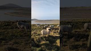 Hello Sheep!  #wildatlanticway #irelandadventures