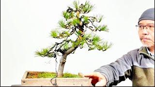 Creating Bonsai from an small white pine collected on the hillside near my home