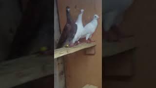 Polish Highflyers