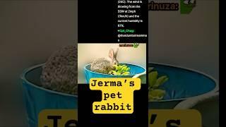 #Jerma Rabbit #twitchclips #funny #videoclips #farming #jerma985 #gardening #rabbit #pet #bunny