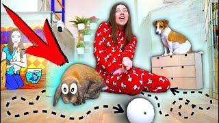 ПИТОМЦЫ ИГРАЮТ в Безумный Мяч - Кролик и Собака | Elli Di Pets