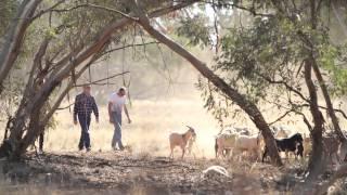 Healthy Landscapes, Healthy Ecosystems - Threats to the Iconic Malleefowl in the Lachlan