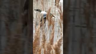 Two Shoveler Drakes Chase Female Around Wetland | RSPB St Aidan’s #birds #avian #nature