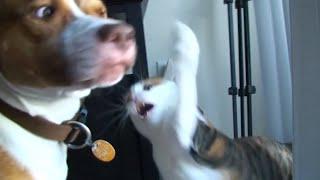 Funniest Mean Cats  - Don't try to hold back Laughter   | The Pet Collective