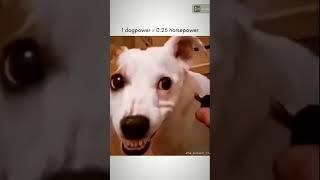 FUNNY DOG CHASE MASTER#shorts #animals #shakira #cats #dog