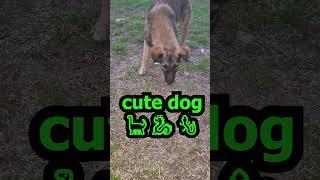 dog food documentary  dog food blog street dog food recipes dog rescue #short #shortvideo #dogs