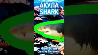 Акула на зелёном фоне, хромакей для видео монтажа. Shark green screen, chromakey.