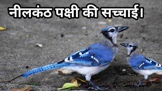 The reality of blue jay bird | Neelkanth ke bare mein rochak jankari