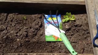 Planting carrots using seed tape trying Ferry Morse Scarlet Nantes