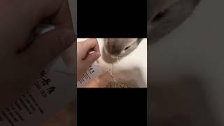 Share a pair of useful scissors#rabbit #cute #funny #petlife #petlovers #cuteanimals #interesting