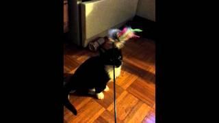 kitty and the stick mouse