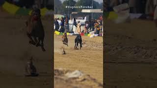 "Unleashing the Speed: The Incredible Racing Dogs of Pakistan" @ExplorePotohar
