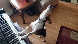 Buddy Mercury Plays a Baby Grand Piano!