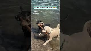 When dogs unite in the name of teamwork!!         : Ethan Page via ViralHog