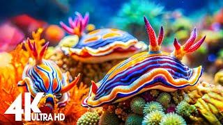 Aquarium 4K VIDEO (ULTRA HD) Beautiful Sea Creatures - Relaxing Sleep Meditation Music