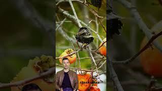 Beautiful and Smart Spotted Bird!
