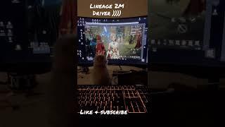 Lineage 2M драйвер коте ))