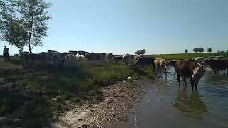 озеро Ильмень село Никольское Безенчукский район