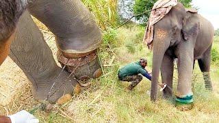 Too sad! Limping Elephant begs for human help to Remove deadly snare wrapped around its leg