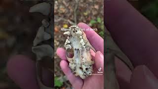 One of my best bone hunts ever! #vultureculture #bones #skulls
