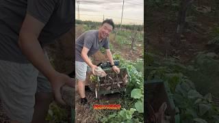 Amazing Farming Machine in Action  | JUST KD Agriculture | Part 105