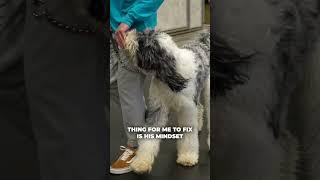 Scout Training Journey - Focusing on Bigger Issues First #azdogs #dogtraining #yourdog #partnersdogs