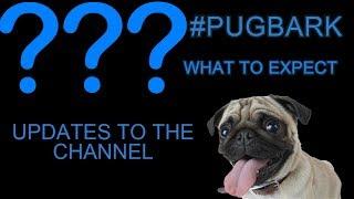  THE KYLE THE PUG SHOW? CHANNEL UPDATES & MORE! 