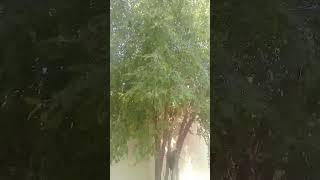 HASSAN RIAZ 