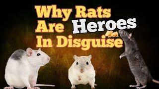 Rats: From Pests to Heroes of Medicine