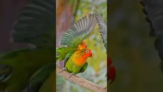 SLO MO Three Agapornis parrots birds flying off a branch.