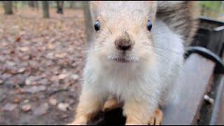 Забегала боевая белка / The fighting squirrel came