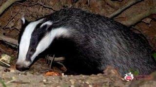 Барсук/Badger