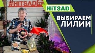 Как выбрать Лилии  Как сохранить цветы Лилии до посадки  Советы от Хитсад ТВ