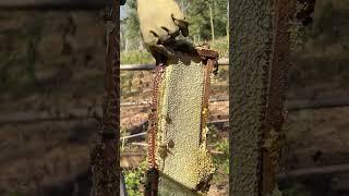 Amazing honeycomb and harvesting so beautiful #honey #workerbee #beekeeper #beefeater #bee