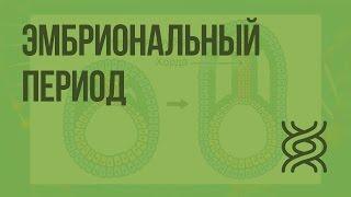 Индивидуальное развитие. Эмбриональный период. Видеоурок по биологии 10 класс