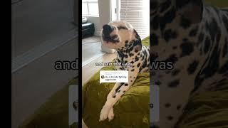 Is this dog aggressive?! 