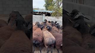 PULI ARZONIDAN