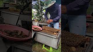 Check the bees to see the bees. #bee #travel #beekeeping