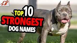  TOP 10 Strongest Dog Names - for Male And Female Dogs!