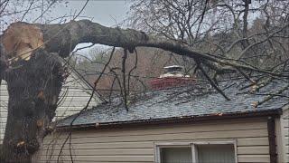 Remove Tree from House Roof DIY