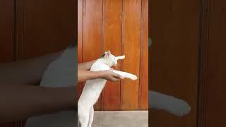 #cat.