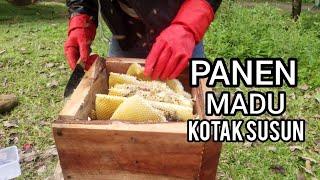 Madu Apis cerana di kotak ala @Mituro 36 | Kotak Susun