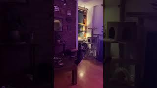 Air Julius: Funny Cat Leap BLOOPER, paw slip on launch