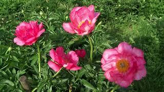 Пион КЛОДИЯ / Paeonia CLAUDIA - ОБЗОР, ОПИСАНИЕ, ЦВЕТЕНИЕ, ОТЗЫВ