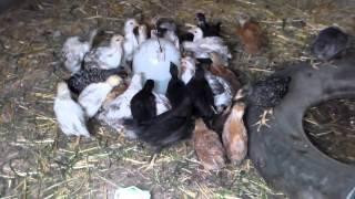 Витамины нутрил се,выпойка для цыплят.Vitamins Nutri behold, the drinking water for chickens.