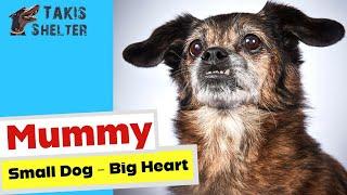 A Tribute to Mammy: A Small Dog with a Big Heart! - Takis Shelter