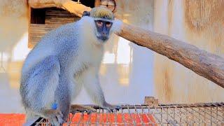 Some Exotic Imported Monkeys at SR Breeding Farm